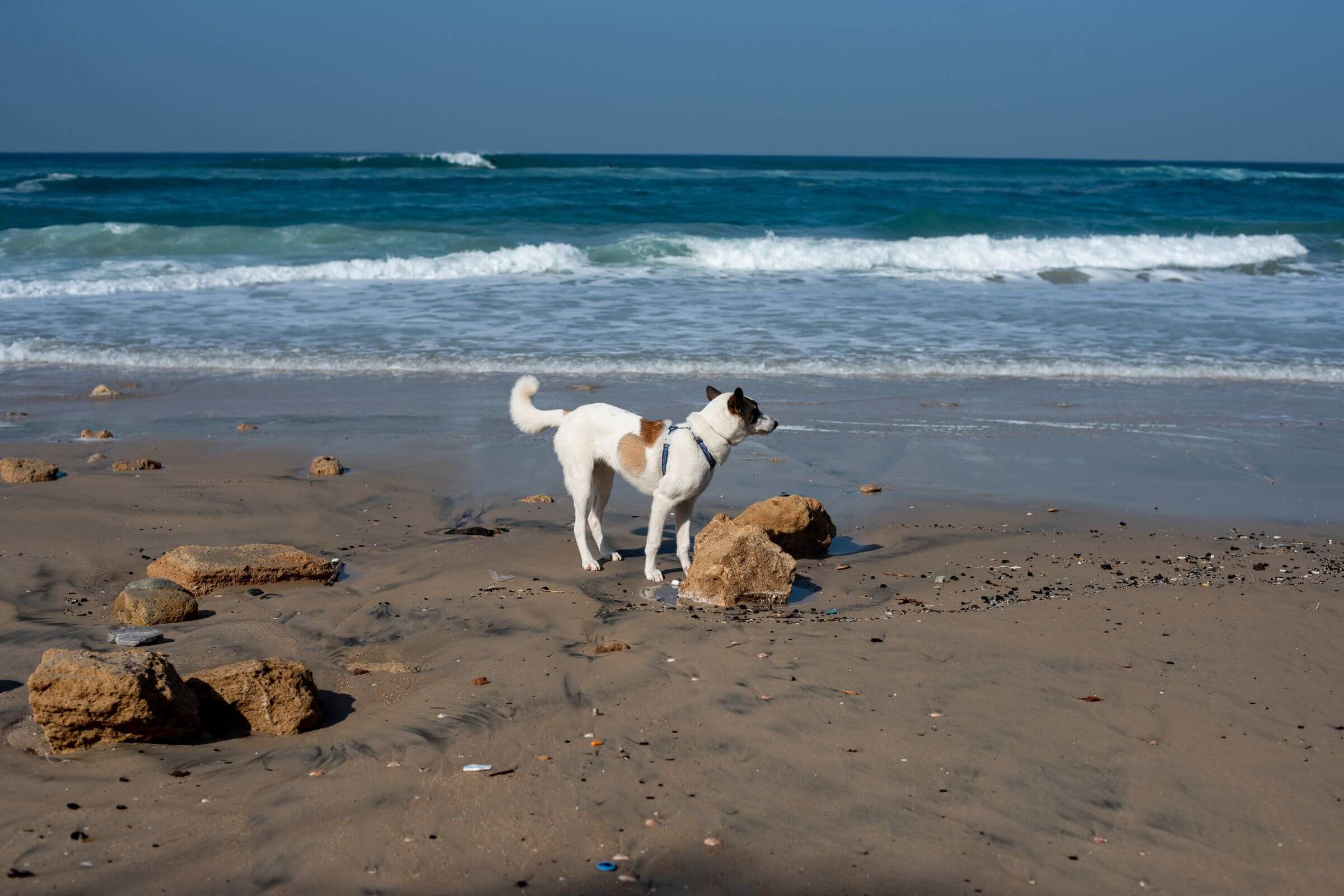 Cachorro na praia: Cuidados essenciais para curtir com segurança, clínica veterinária 24h