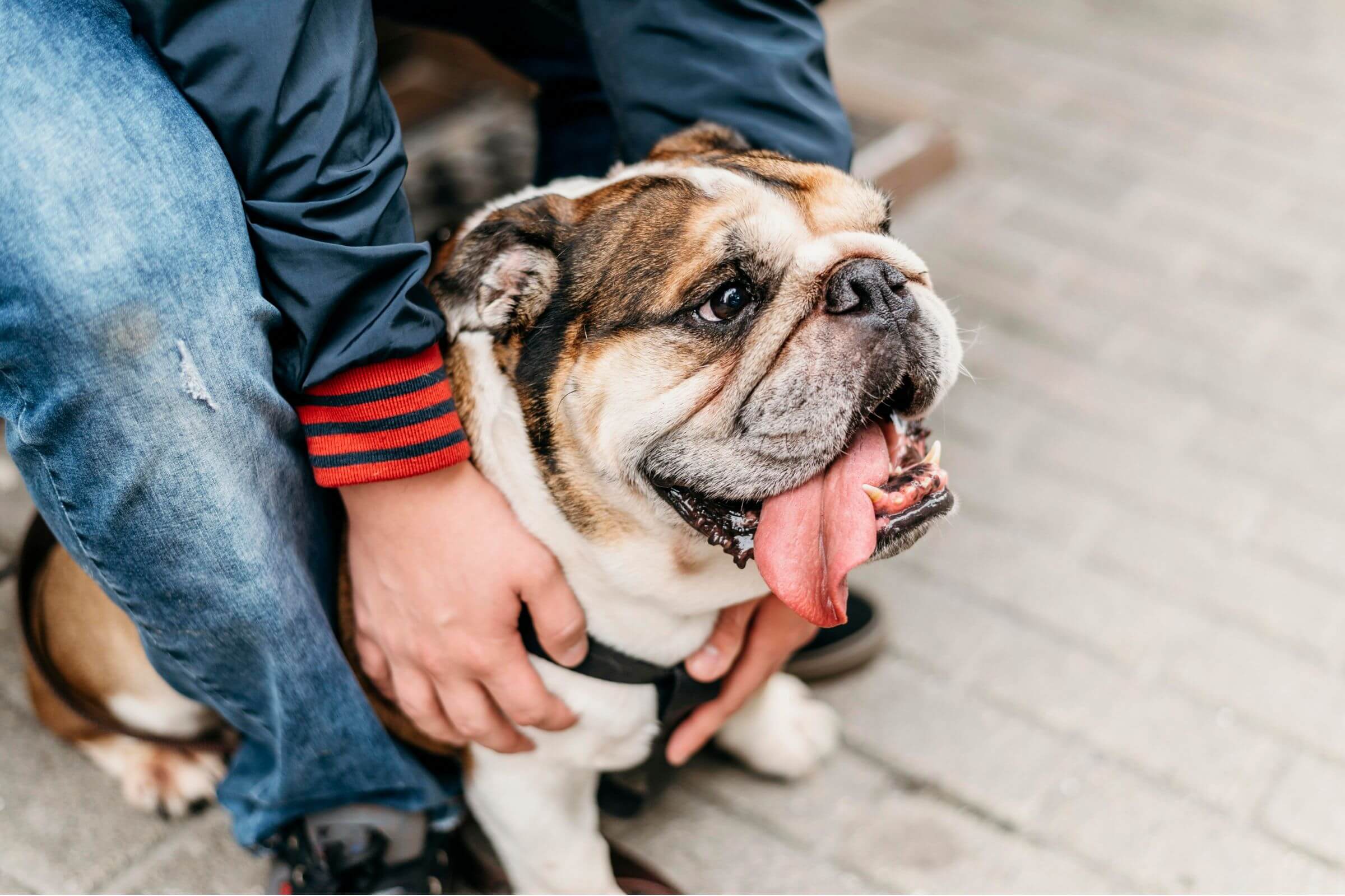 Cachorro ofegante: Quais as causas? clínica veterinária 24h