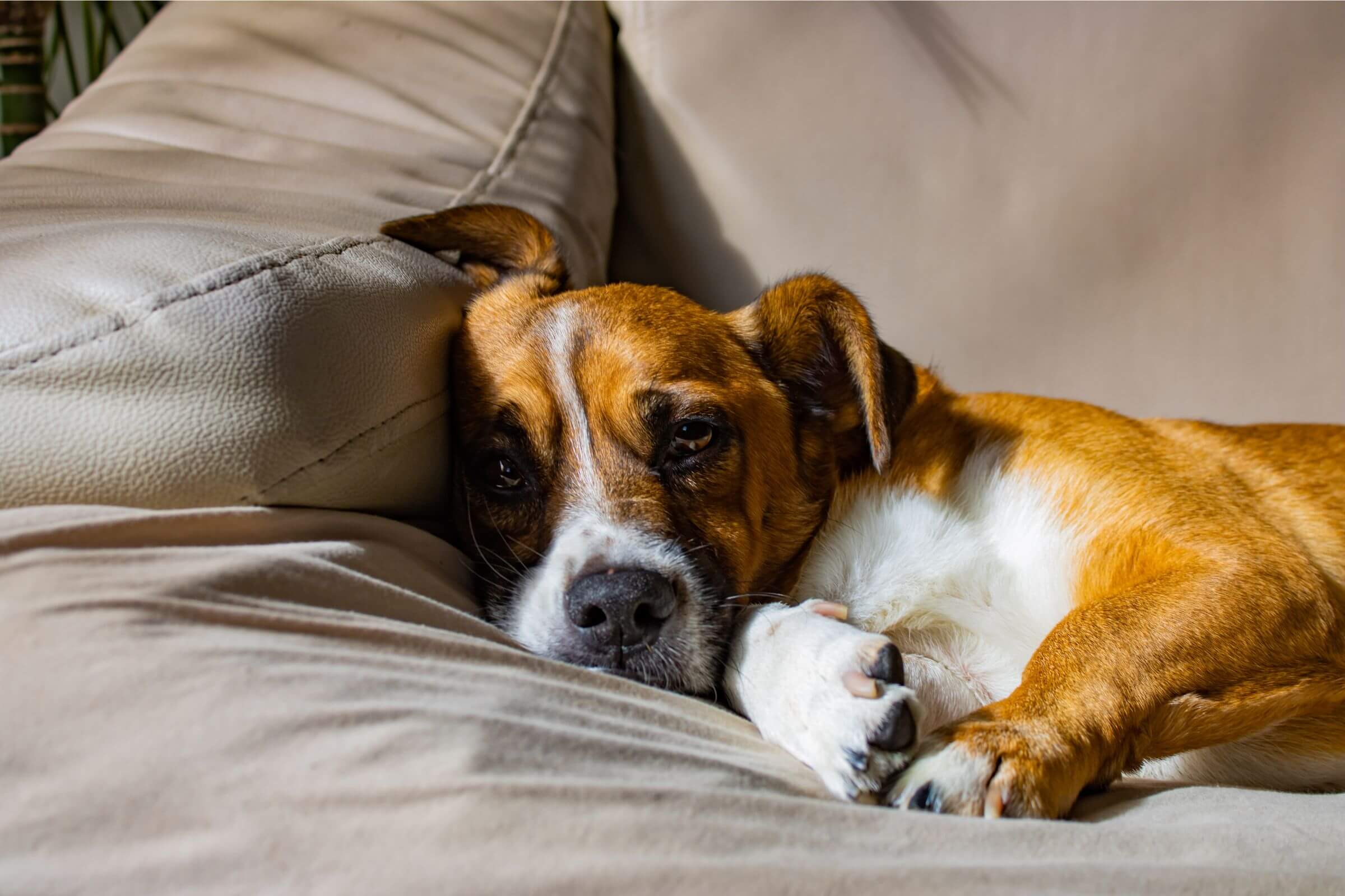 Meu cachorro tem medo de chuva: Como ajudar? clínica veterinária 24h