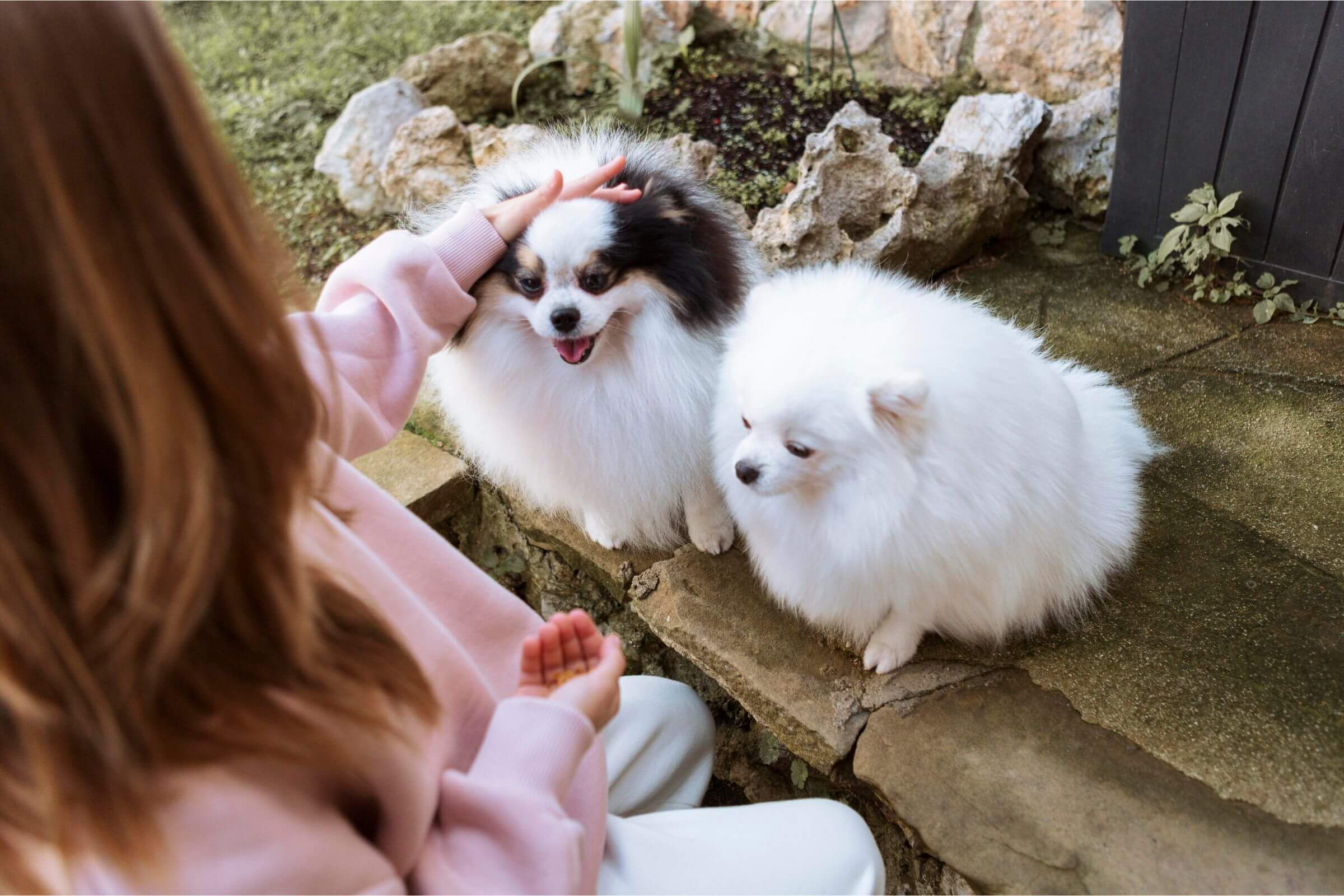 Cuidados Essenciais para Cães de Pequeno Porte, clínica veterinária 24h