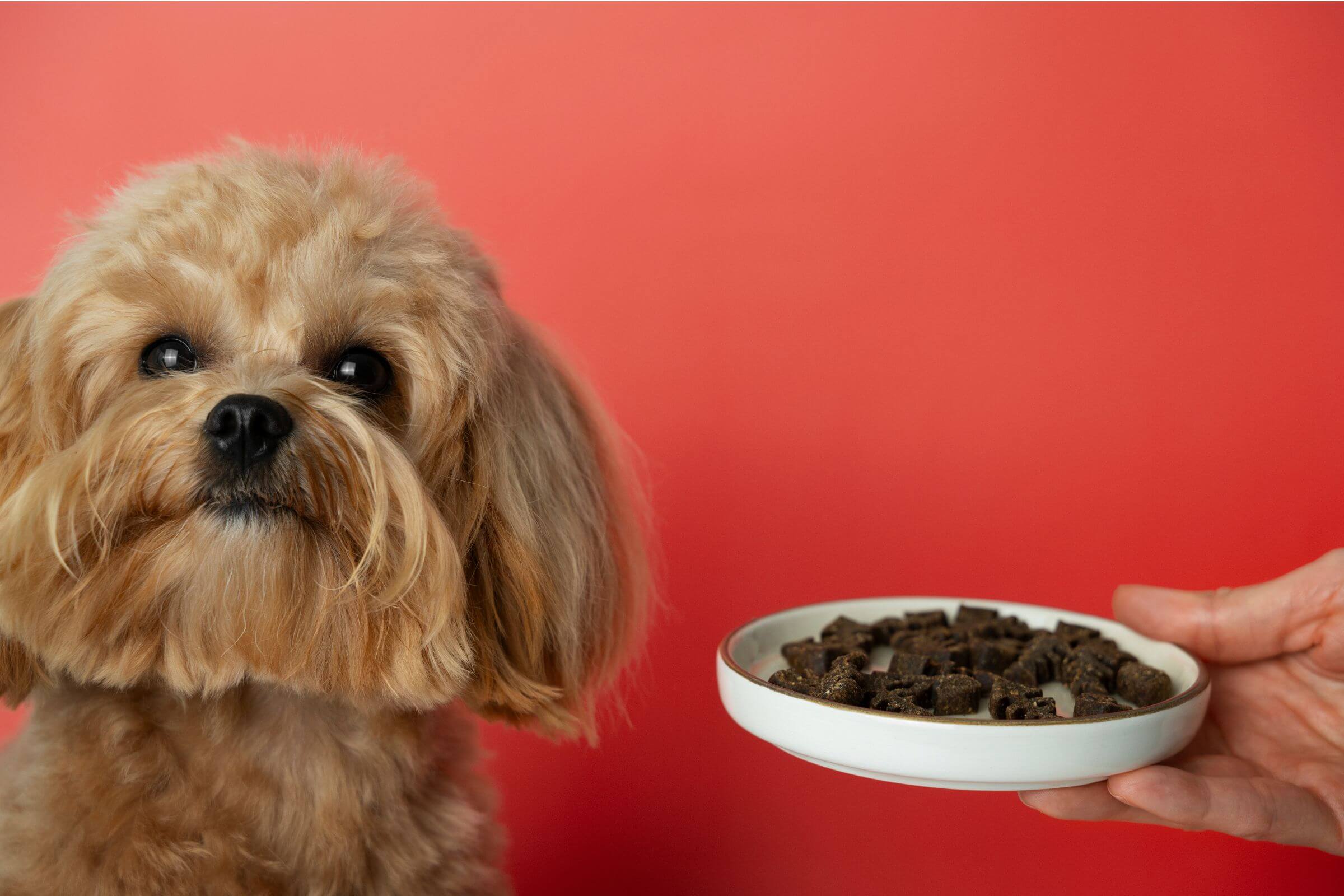 Chocolate para Cachorro: Pode ou Não? clínica veterinária 24h