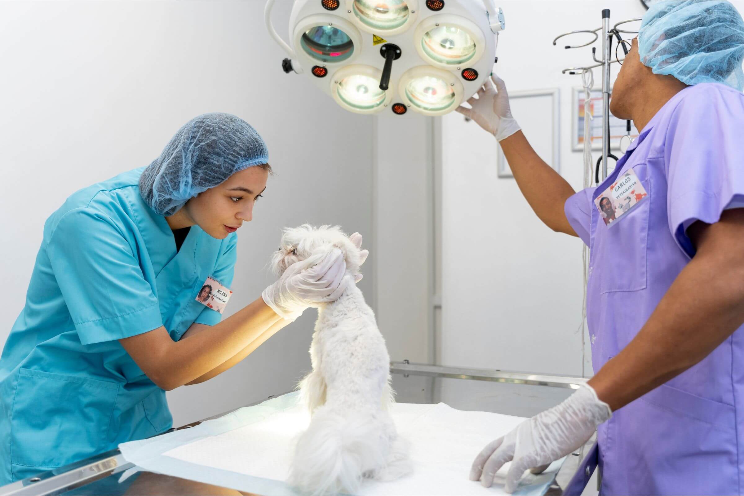 Cirurgia Veterinária de Emergência: O Que Você Precisa Saber, clínica veterinária 24h