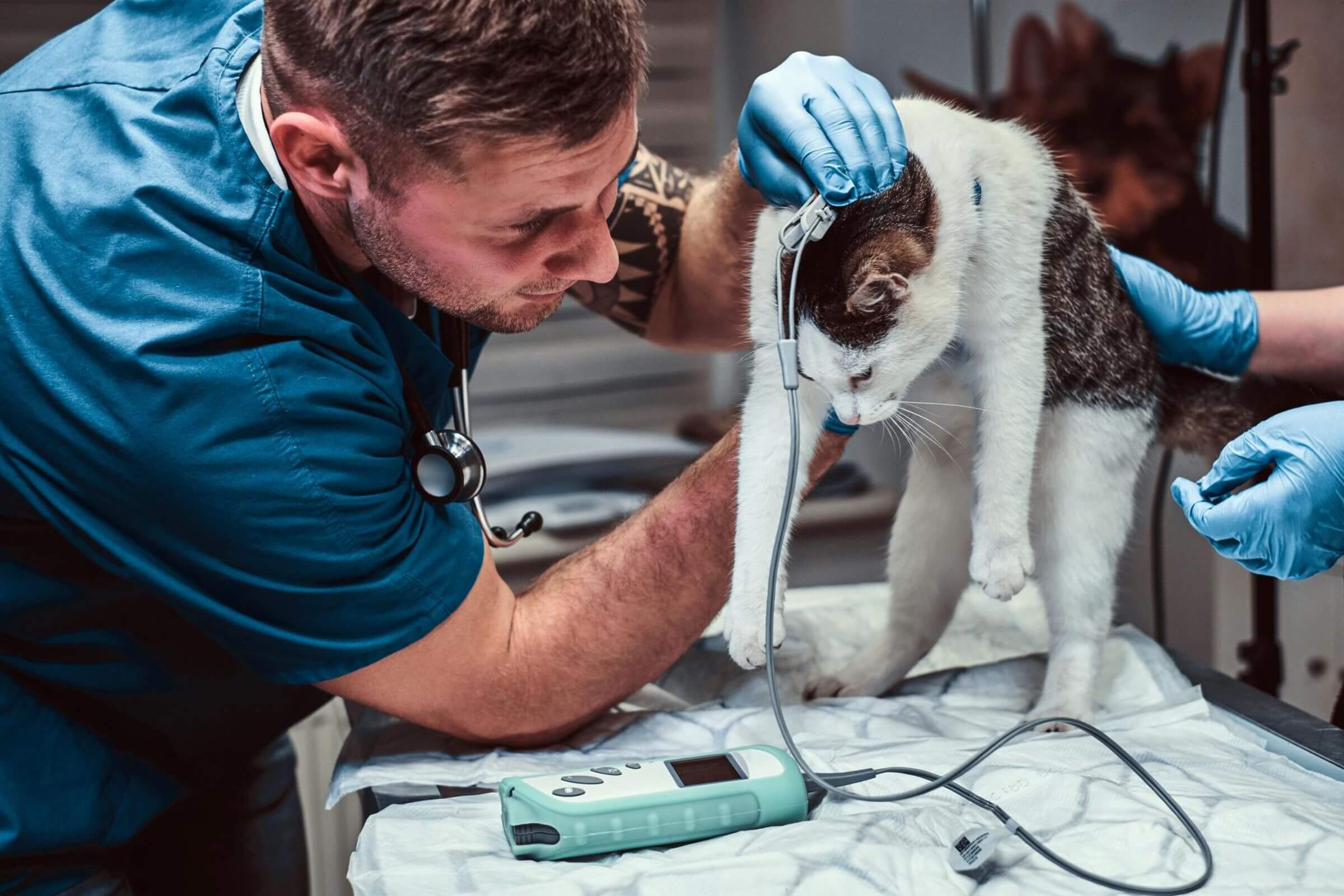 Emergência Veterinária: 5 Sinais de Alerta, clínica veterinária 24h