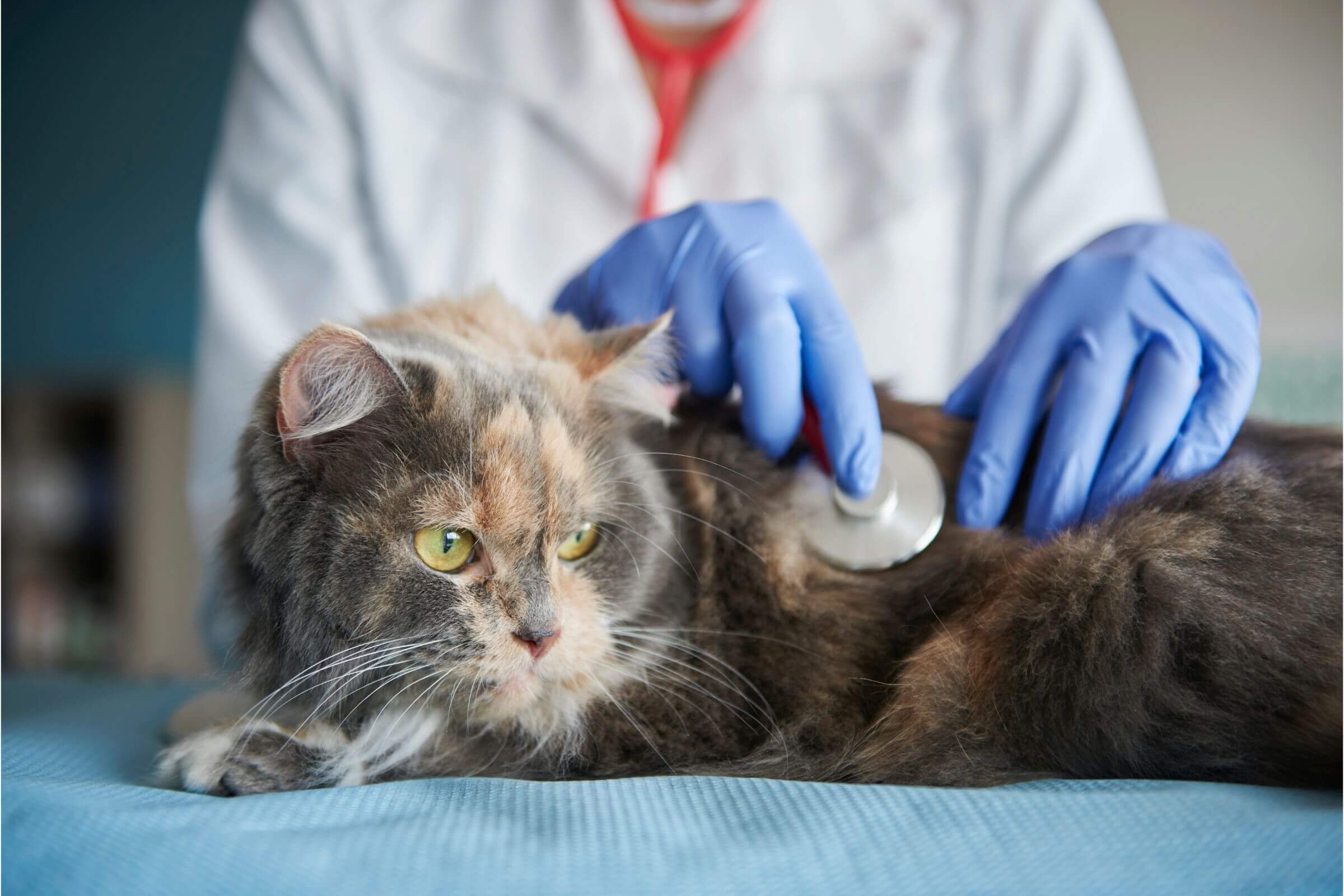 FeLV em Gatos: O Que É e Como Cuidar, clínica veterinária 24h