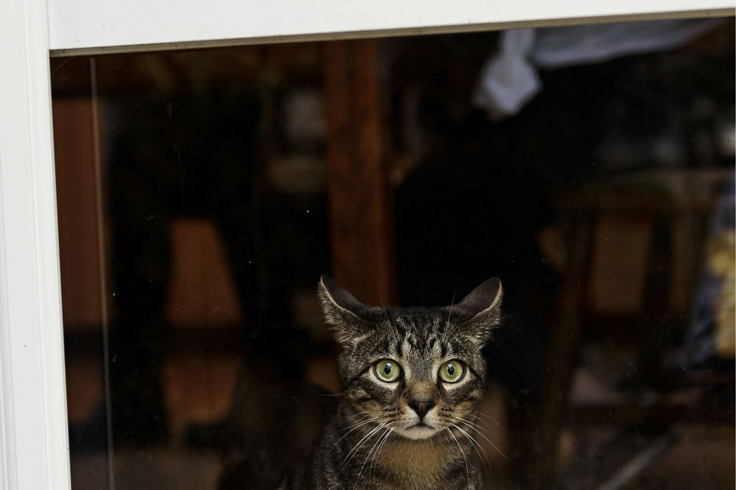 Meu gato tem medo de chuva: como ajudar seu felino, clínica veterinária 24h