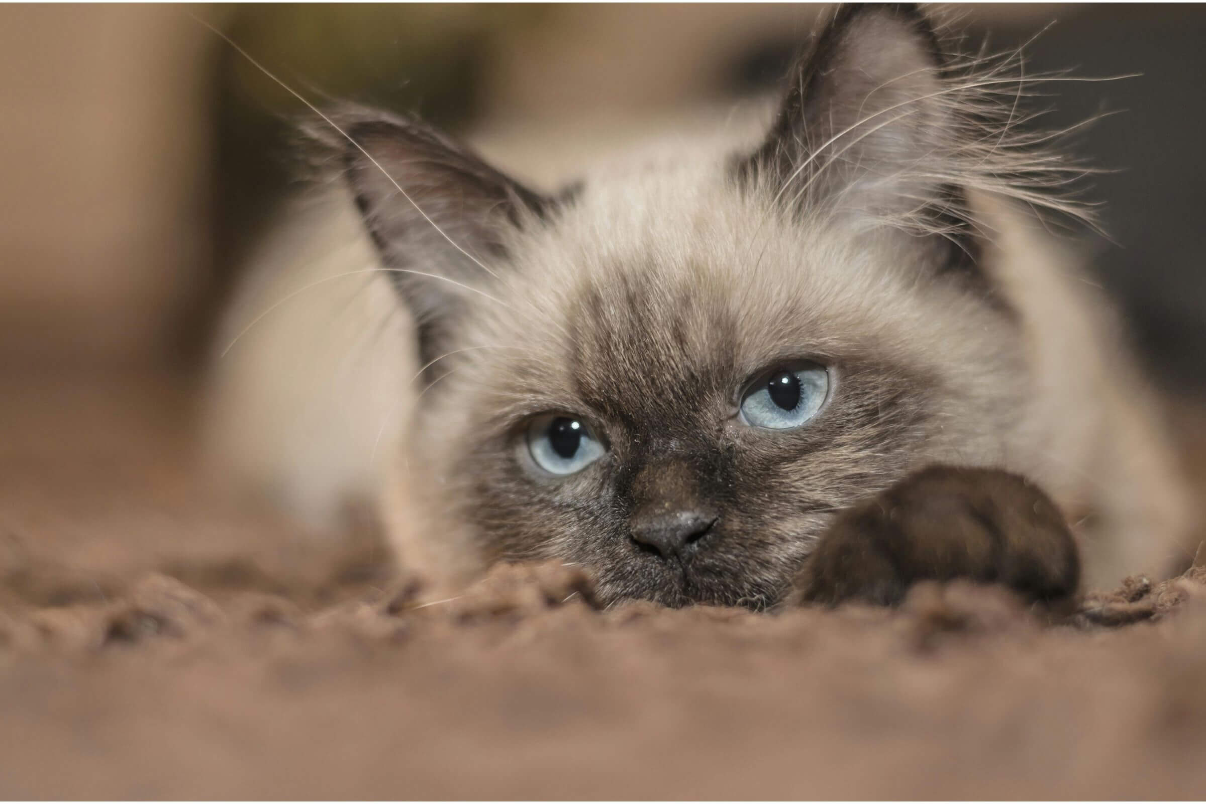 Meu Gato Vomitou: E Agora? clínica veterinária 24h