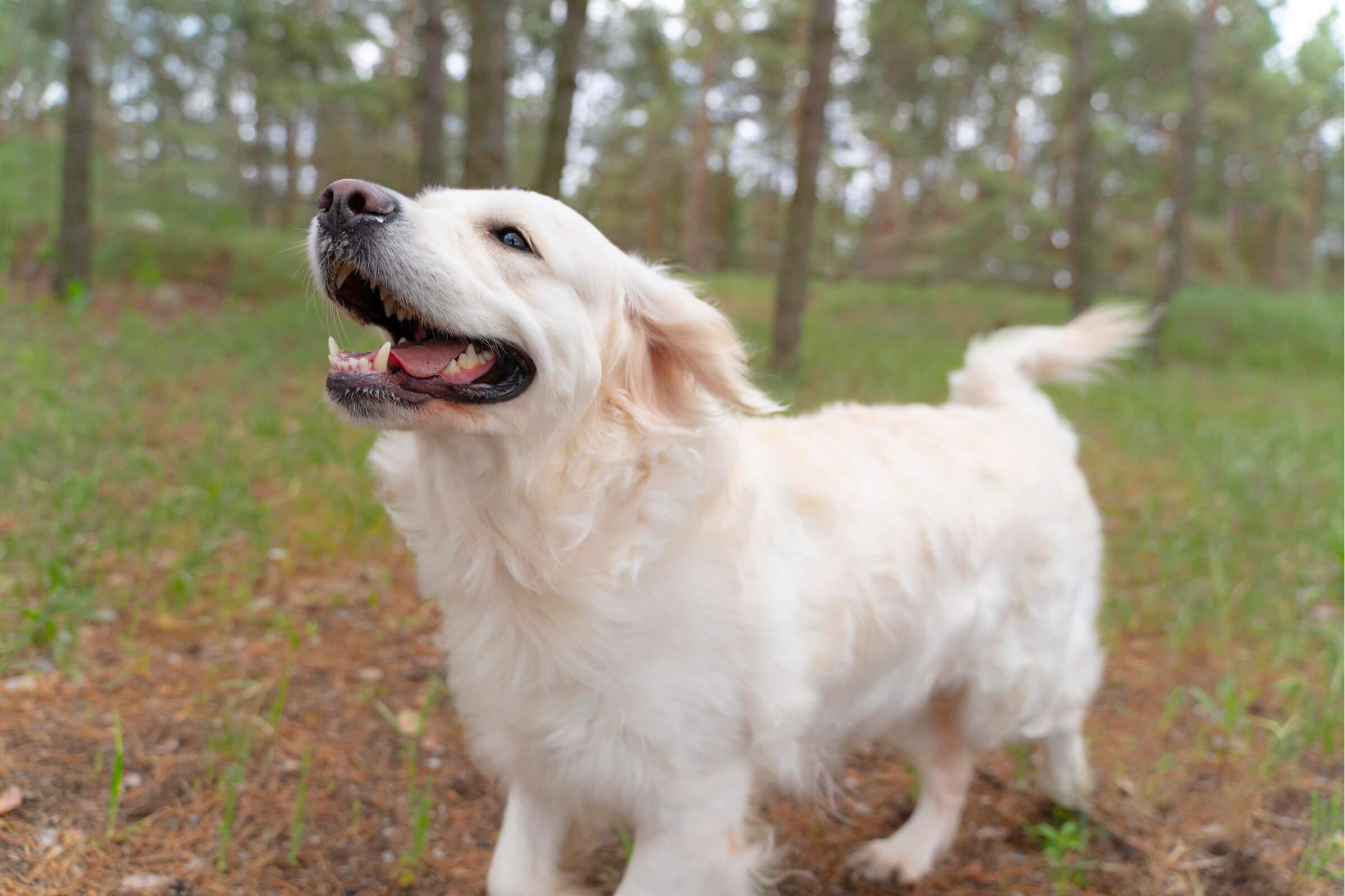 Golden Retriever: Cuidados Para Uma Longa Vida, clínica veterinária 24h