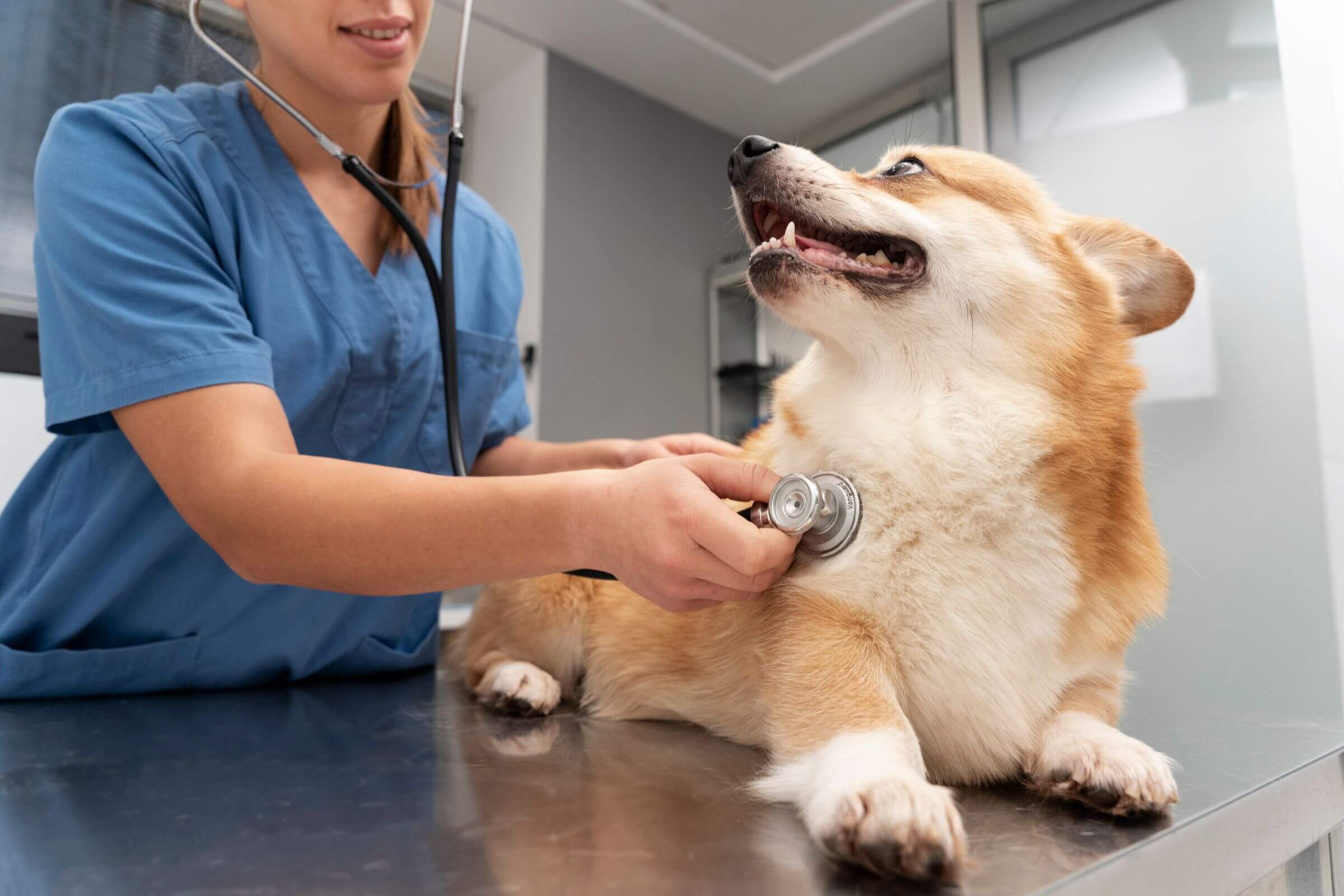 Internamento de cães em Maringá: Quanto custa e o que observar? clínica veterinária 24h