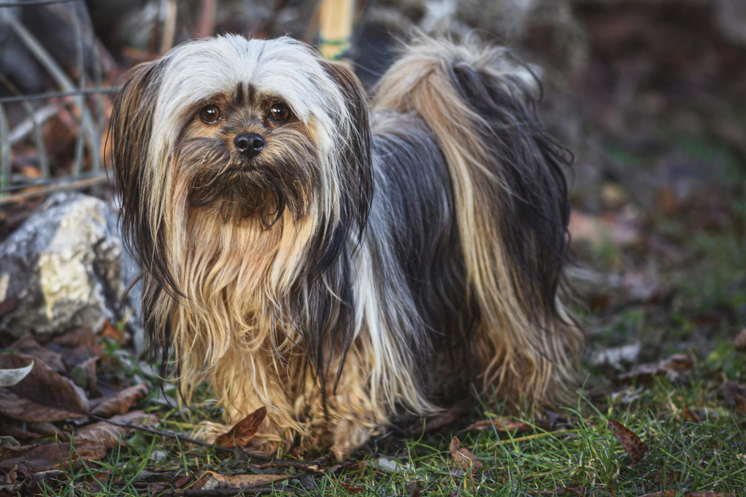 Lhasa Apso: Cuidados Para Uma Vida Saudável, clínica veterinária 24h