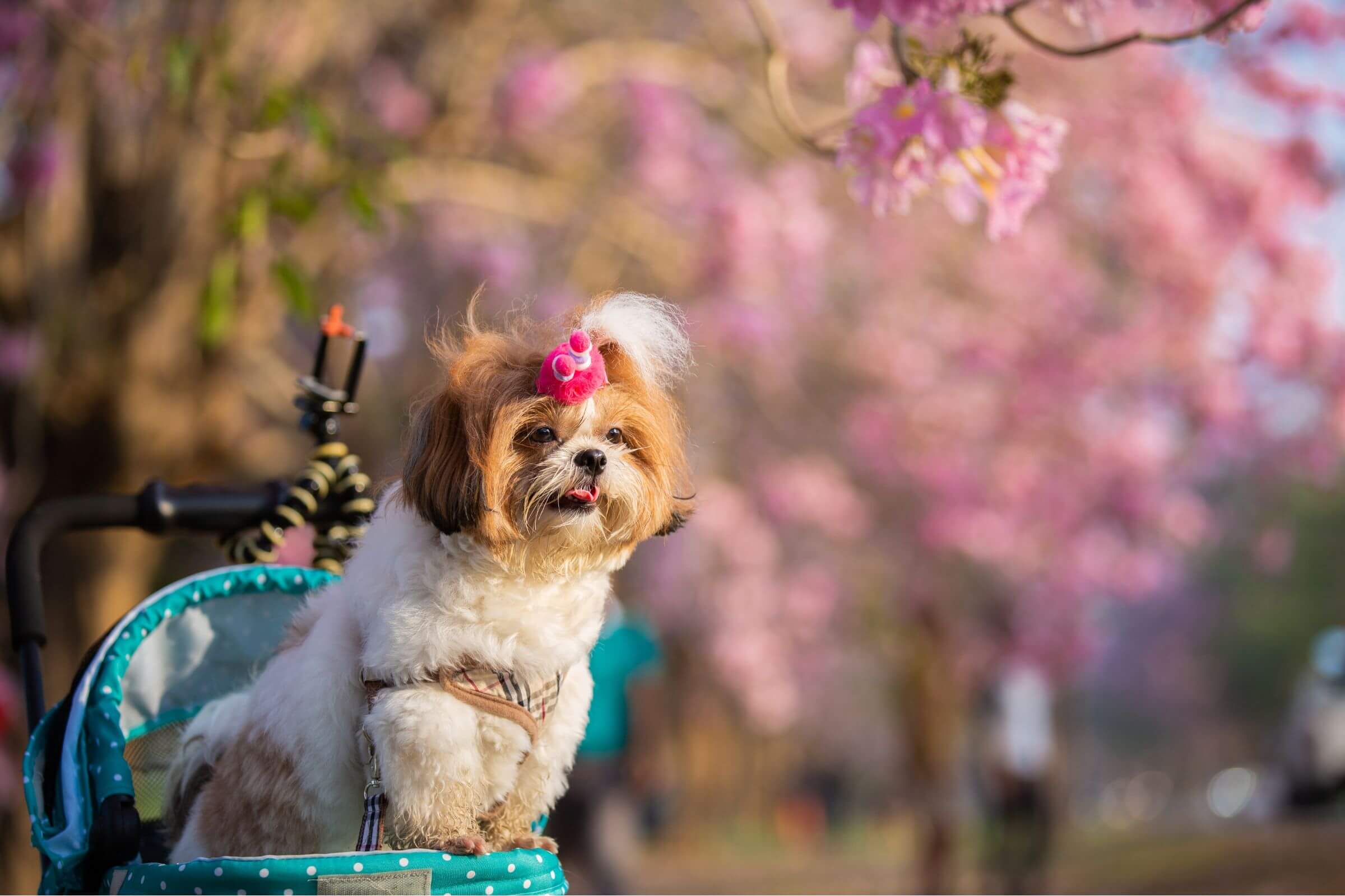 Nome de Cachorro: Os 10 Mais Comuns em Maringá, clínica veterinária 24h