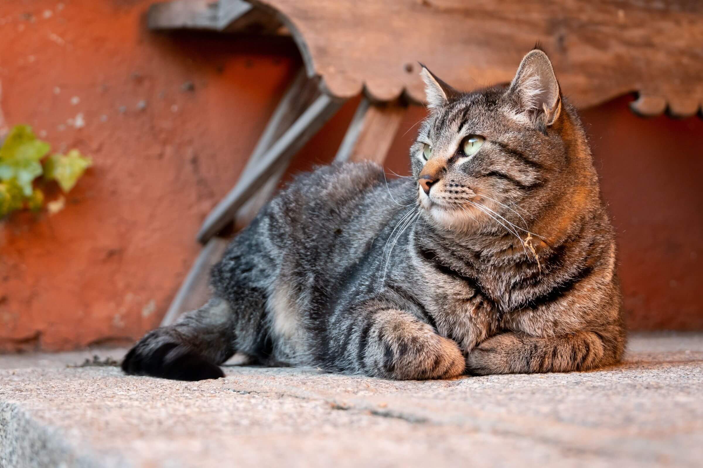 Nome de Gato: Os 10 Mais Comuns em Maringá, clínica veterinária 24h