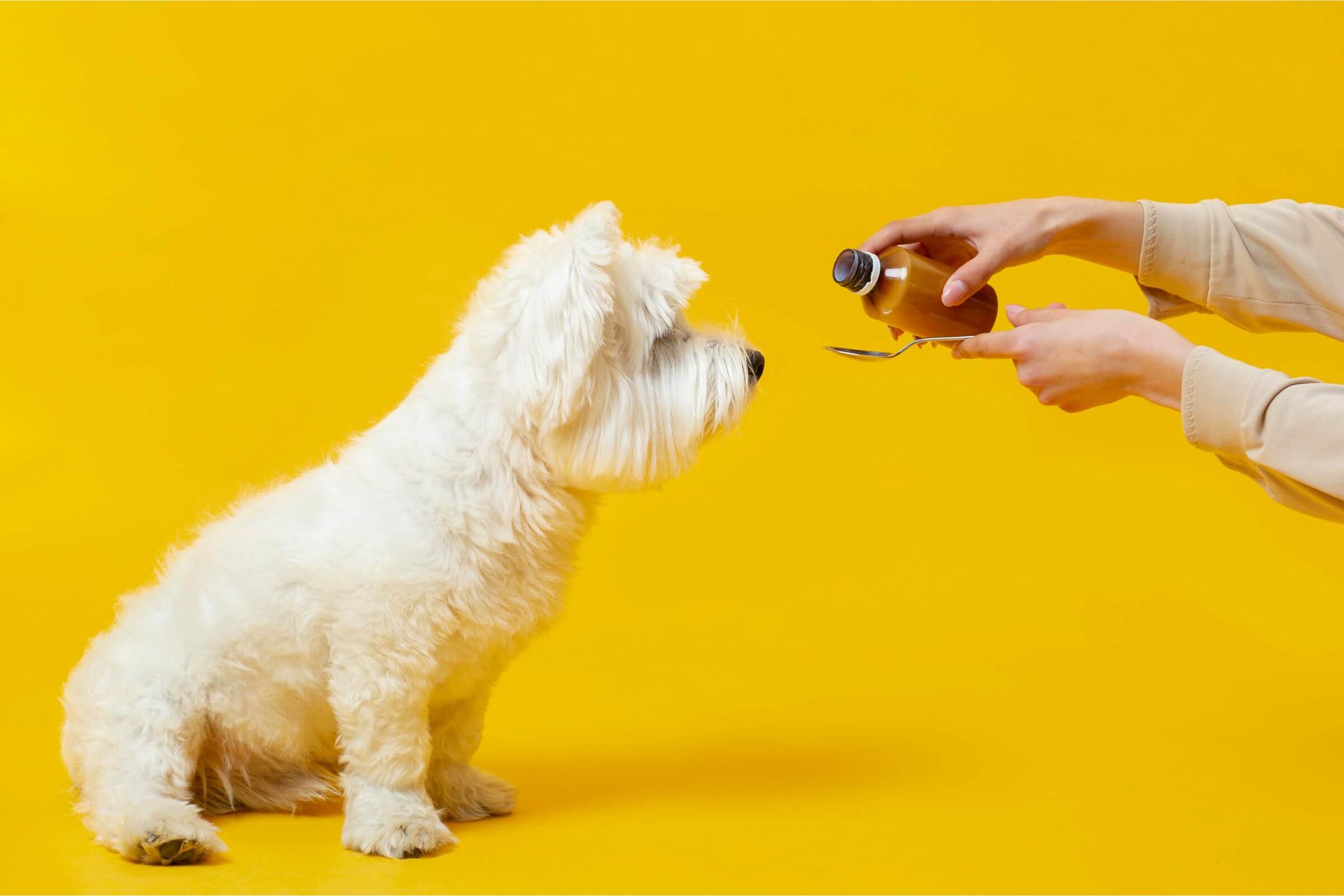 Posso dar paracetamol para cachorro? clínica veterinária 24h