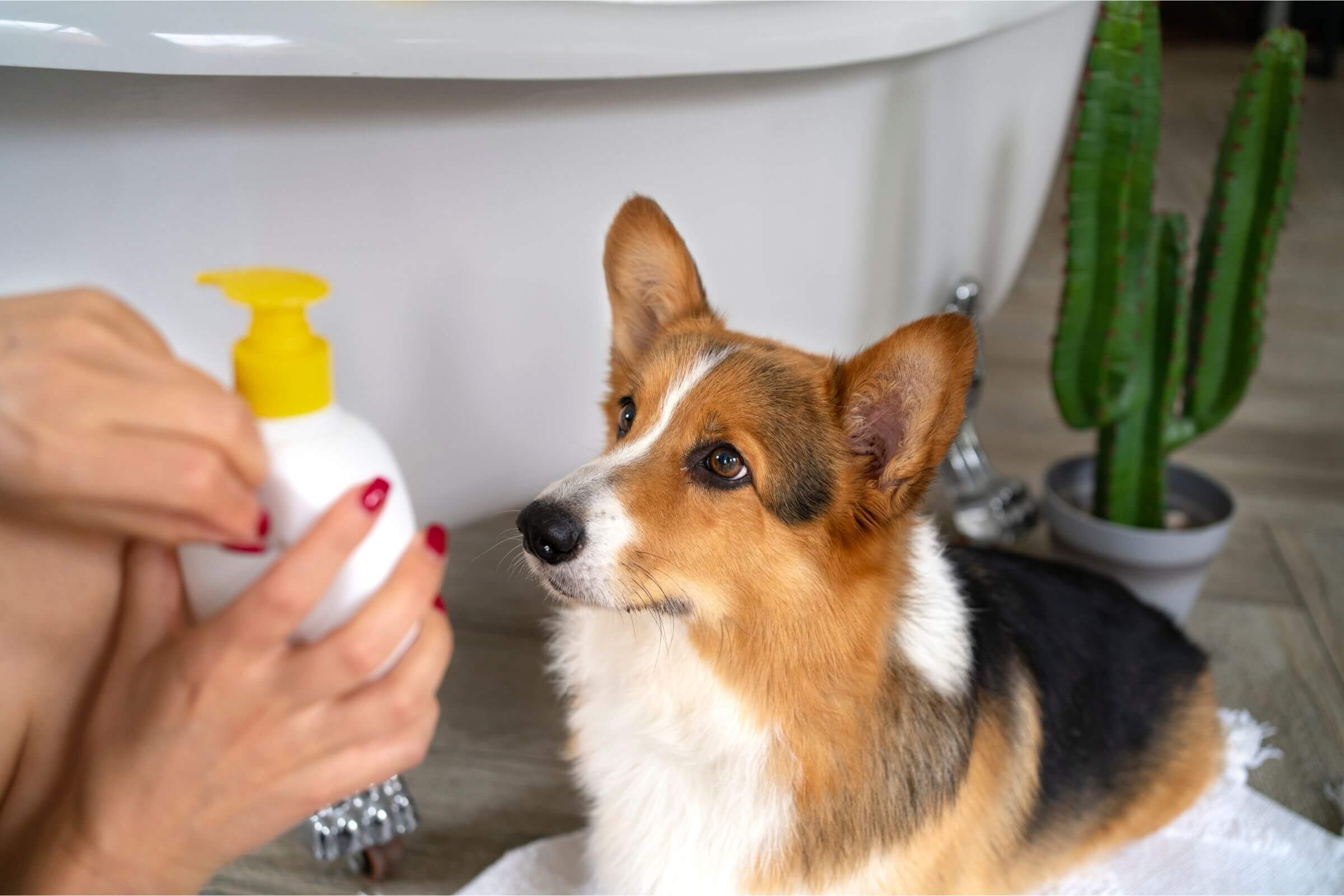 Perfume para Cachorro: Pode Causar Alergia? clínica veterinária 24h