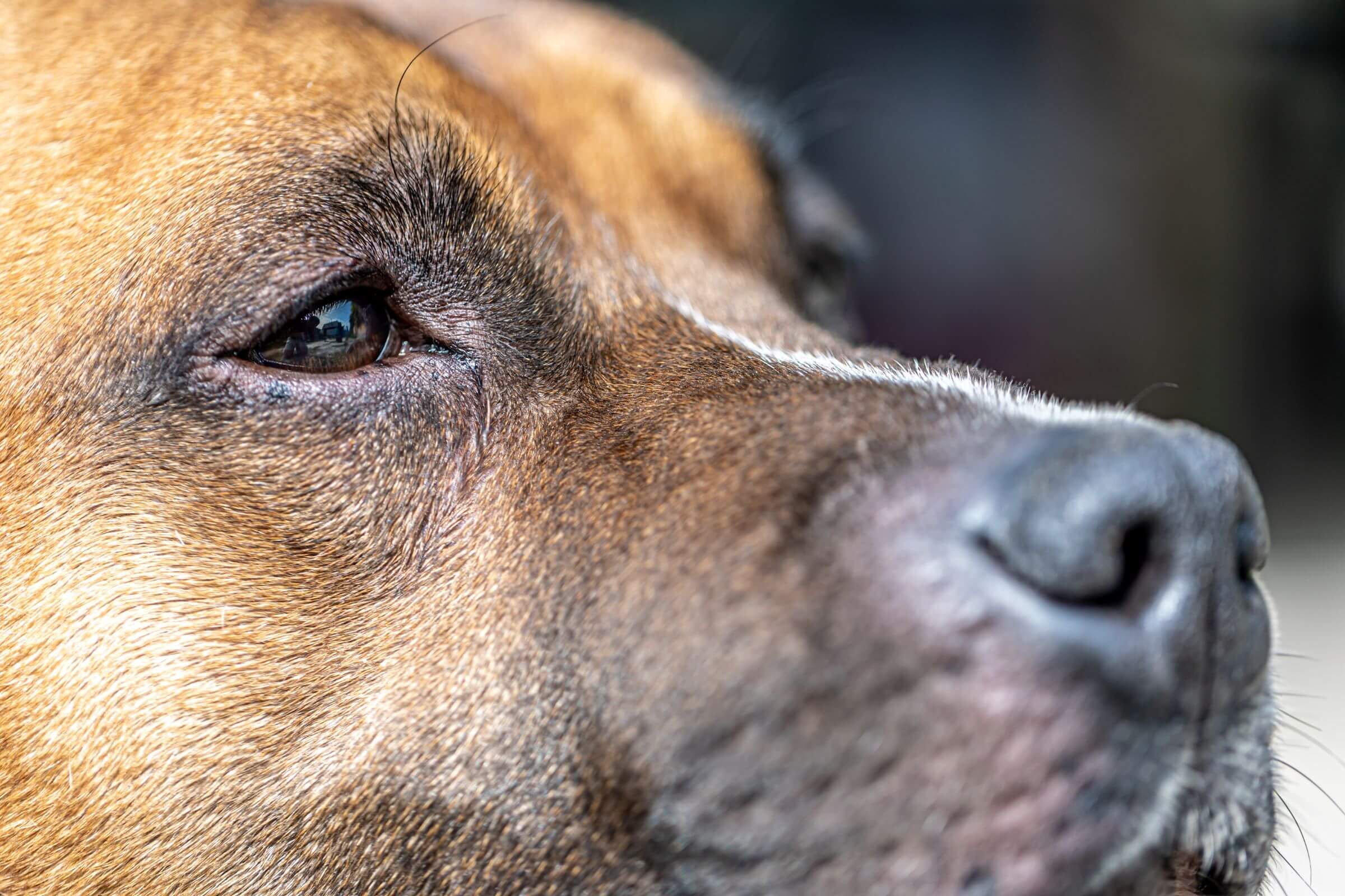 Remela no olho: O que pode ser? clínica veterinária 24h