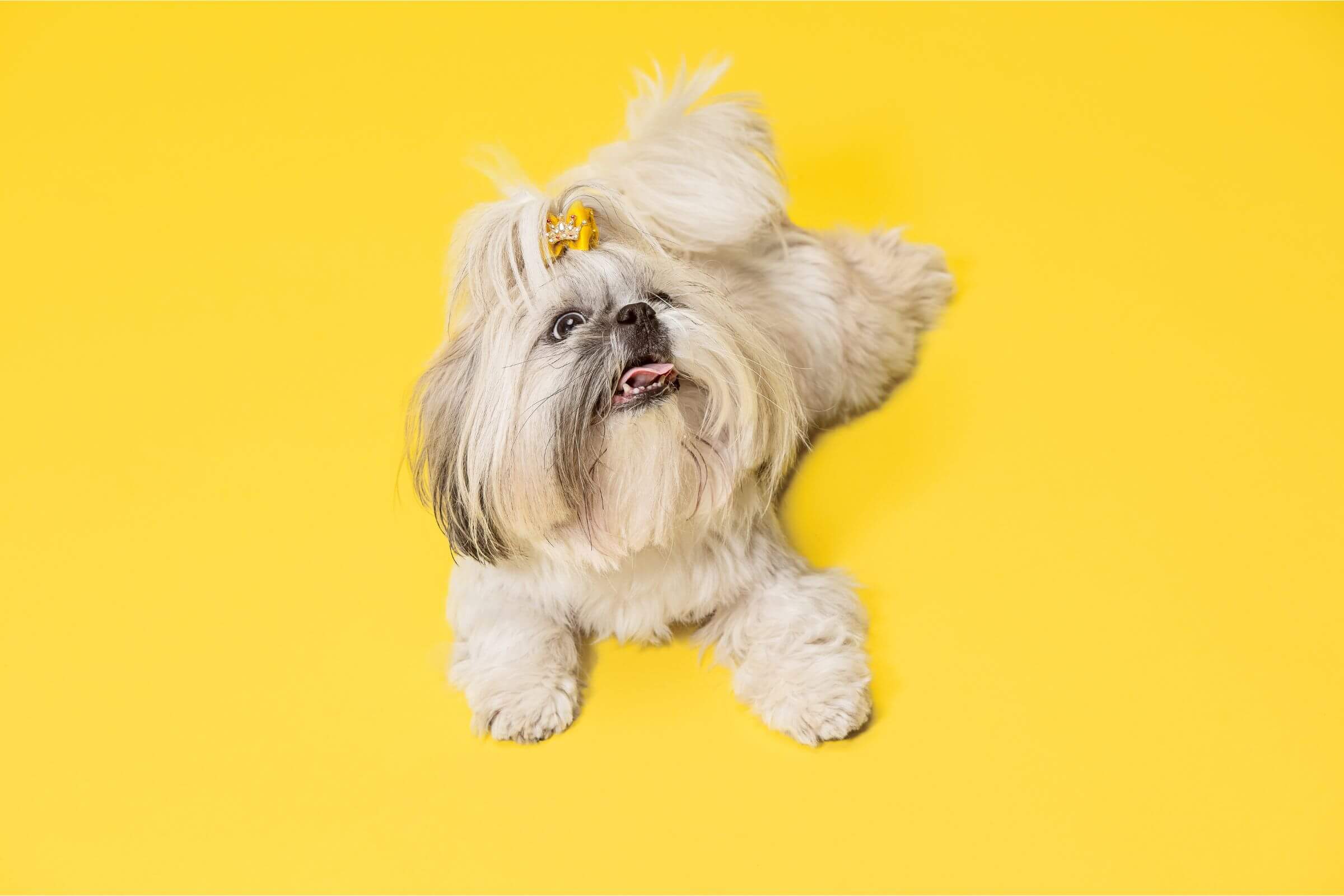 Shih Tzu: Cuidados Para Uma Vida Saudável, clínica veterinária 24h