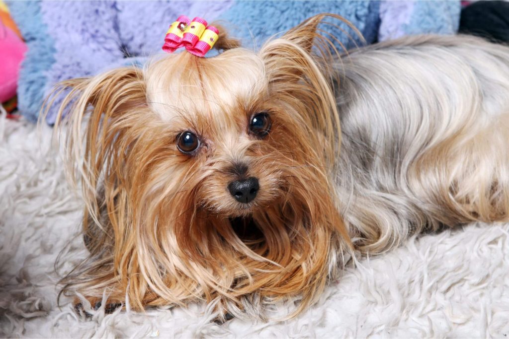 Yorkshire Terrier: Cuidados Essenciais para uma Vida Saudável clínica veterinária 24h