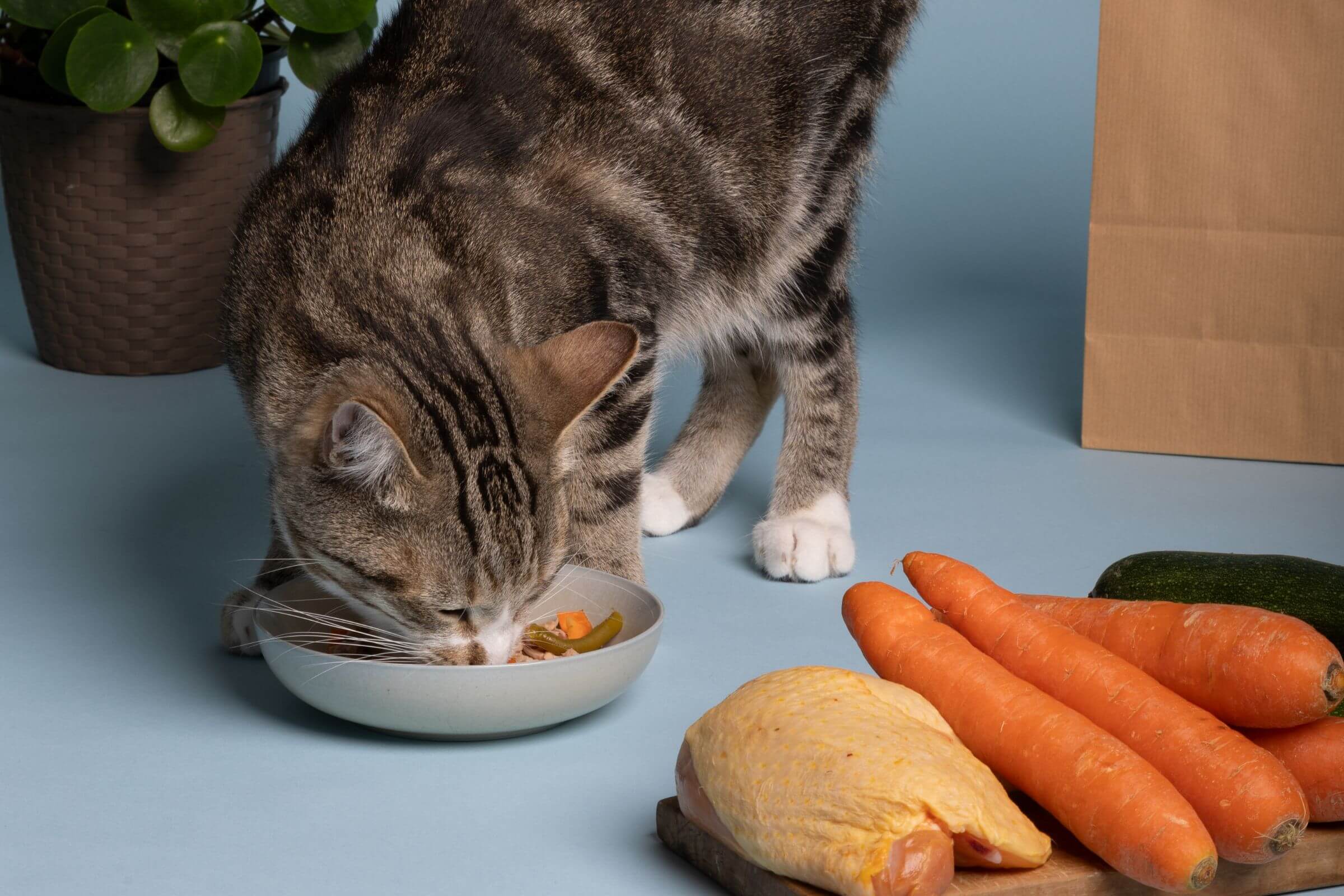 Alimentação Natural para Gatos: Tudo que Você Precisa Saber, clínica veterinária 24h