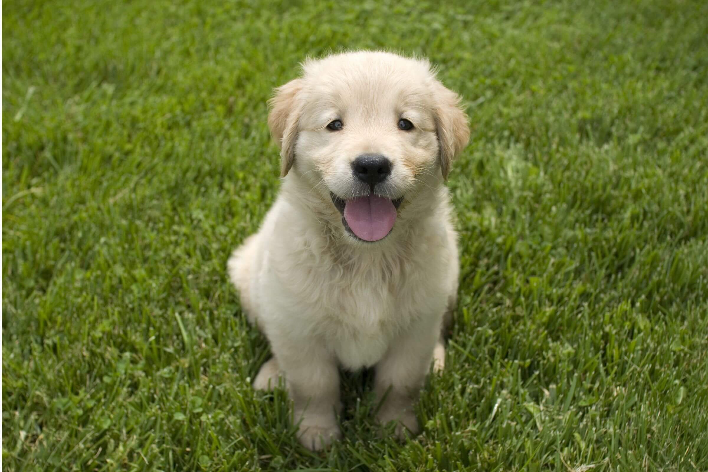 Como Alimentar um Filhote de Cachorro: Cuidados Essenciais, clínica veterinária 24h