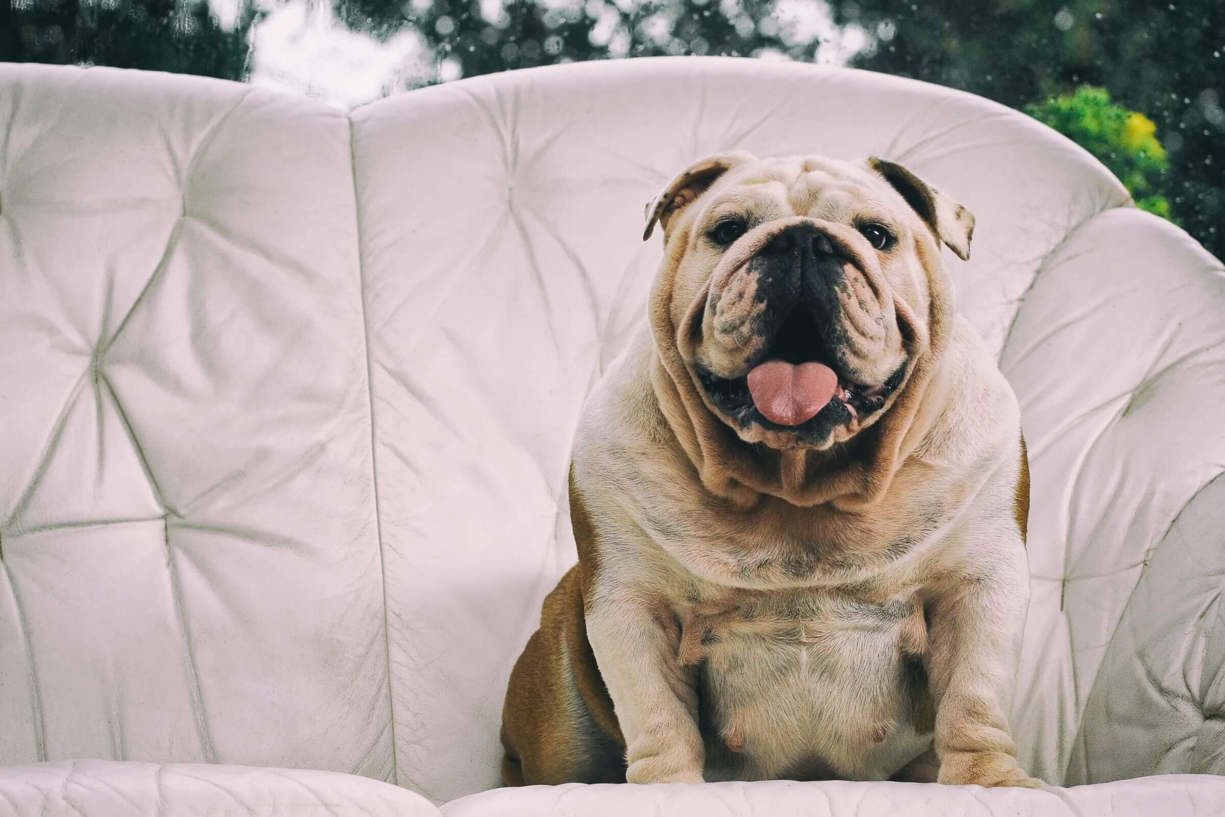 Cachorro obeso: Cuidados e tratamentos essenciais, clínica veterinária 24h