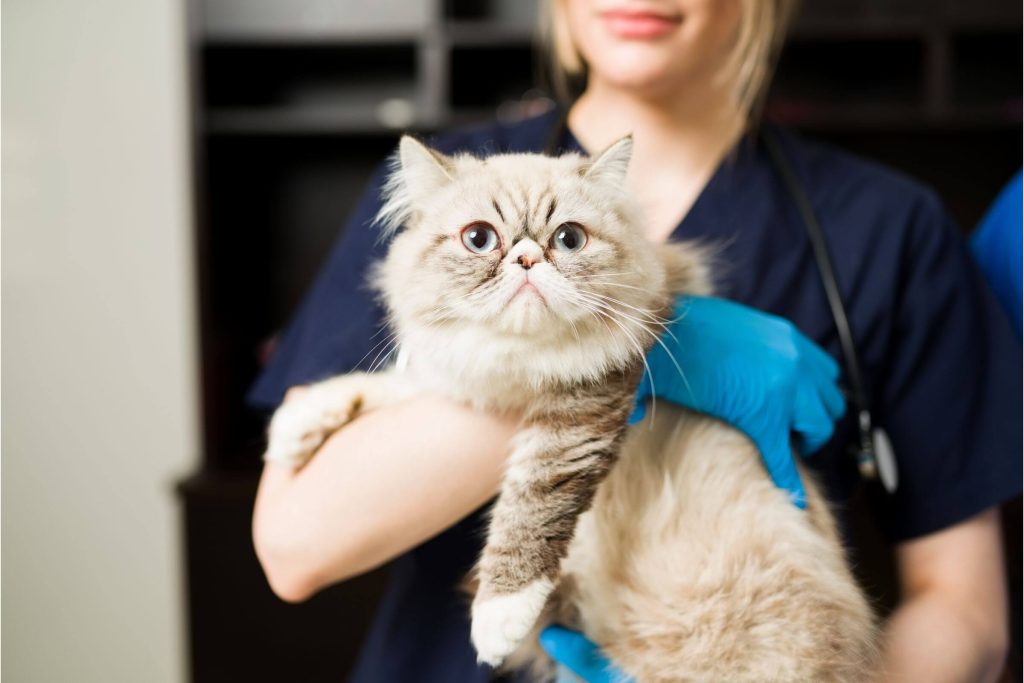 Check-up de Gato: Quando Fazer e Por Que É Essencial, clínica veterinária 24h