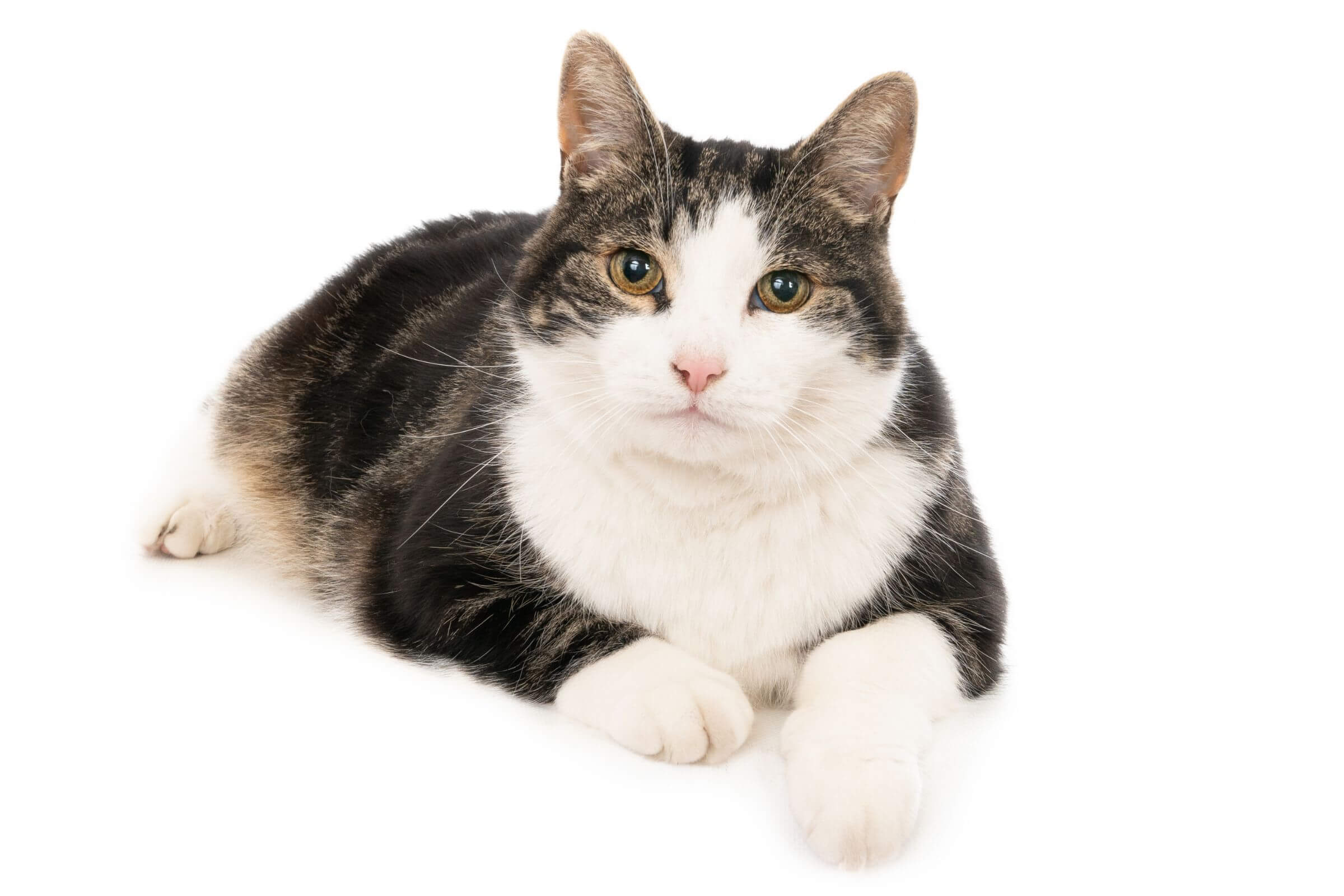 Gravidez Psicológica em Gata: Como Identificar, clínica veterinária 24h