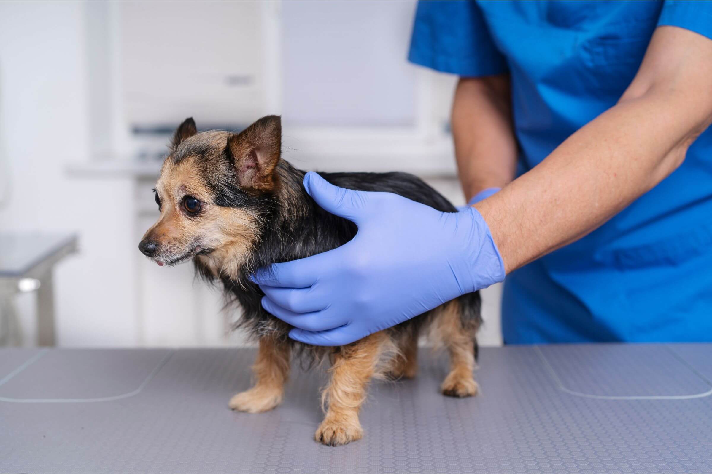 Malassezia Canina: O Que É, Sintomas e Como Tratar? clínica veterinária 24h