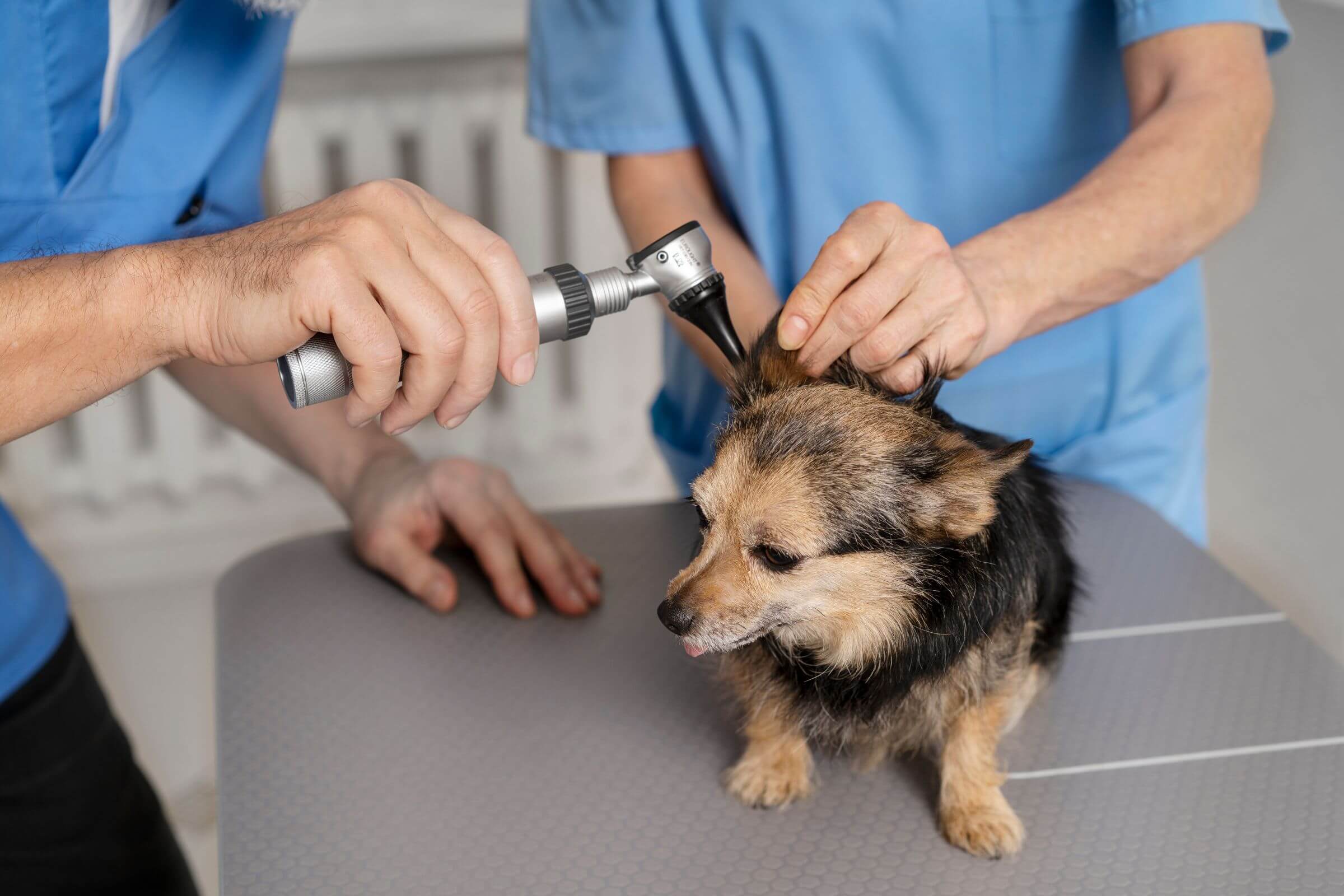 Otite em Cães: O Que É e Como Identificar, clínica veterinária 24h