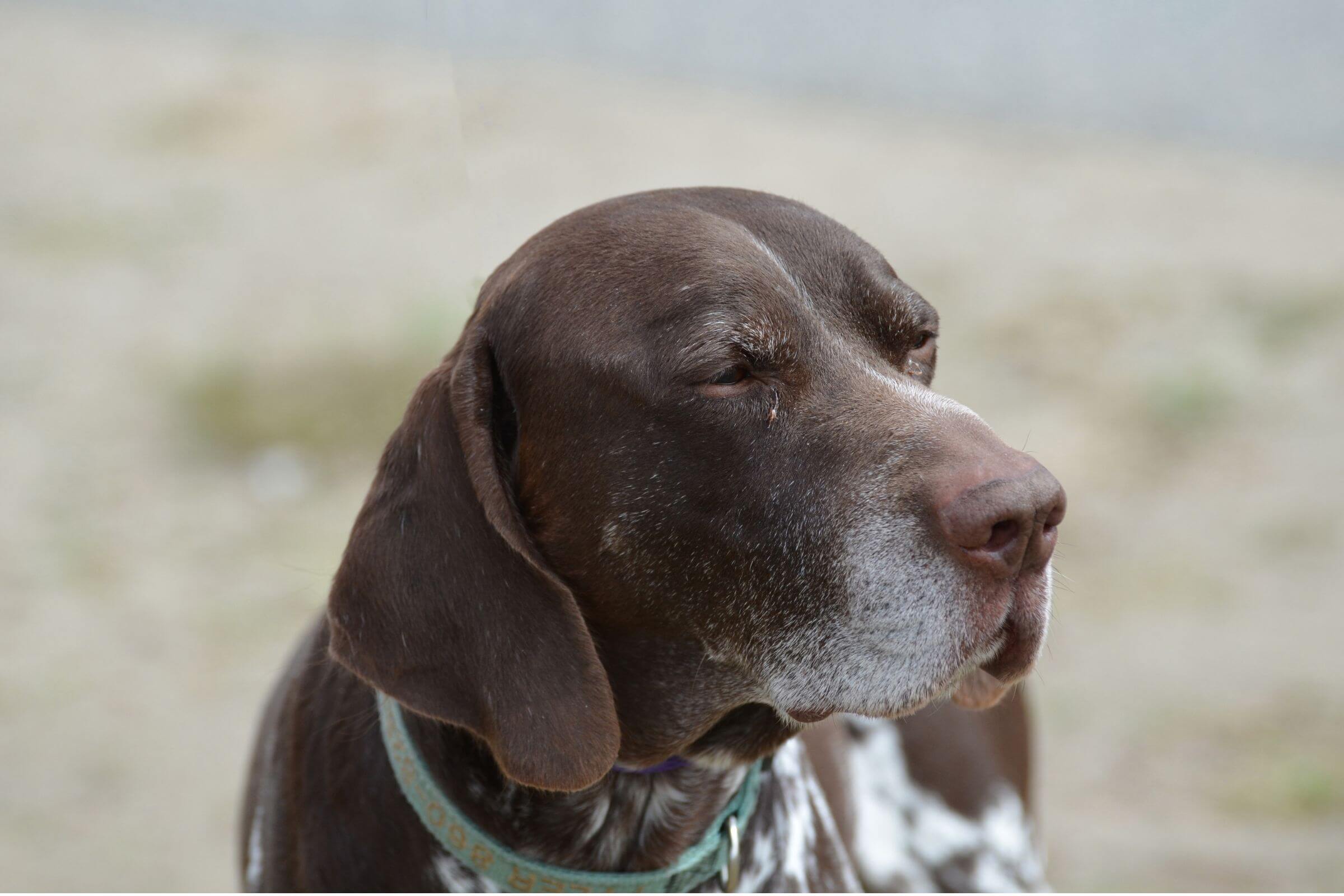 Pets Idosos: 3 Cuidados Essenciais para Garantir Bem-Estar, clínica veterinária 24h