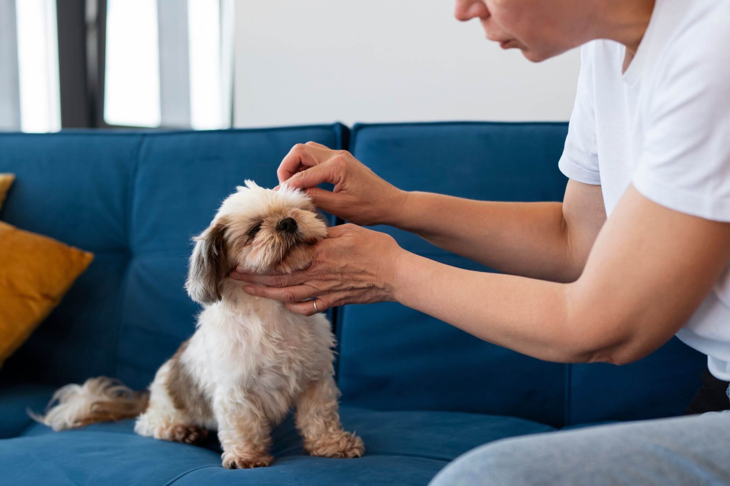 Como Evitar Pulgas e Carrapatos, clínica veterinária 24h