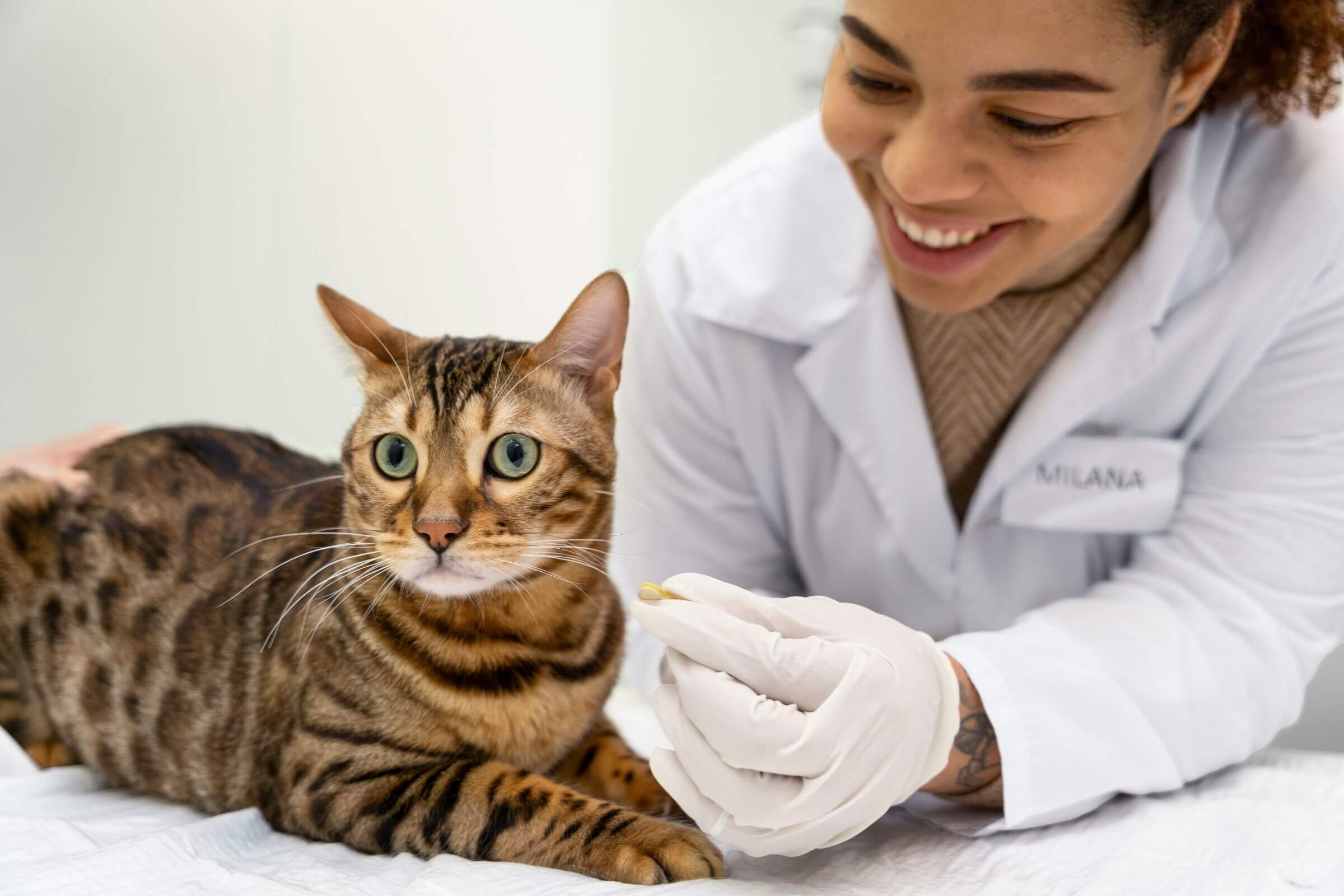 Sala Exclusiva de Gatos: A Importância no Atendimento, clínica veterinária 24h