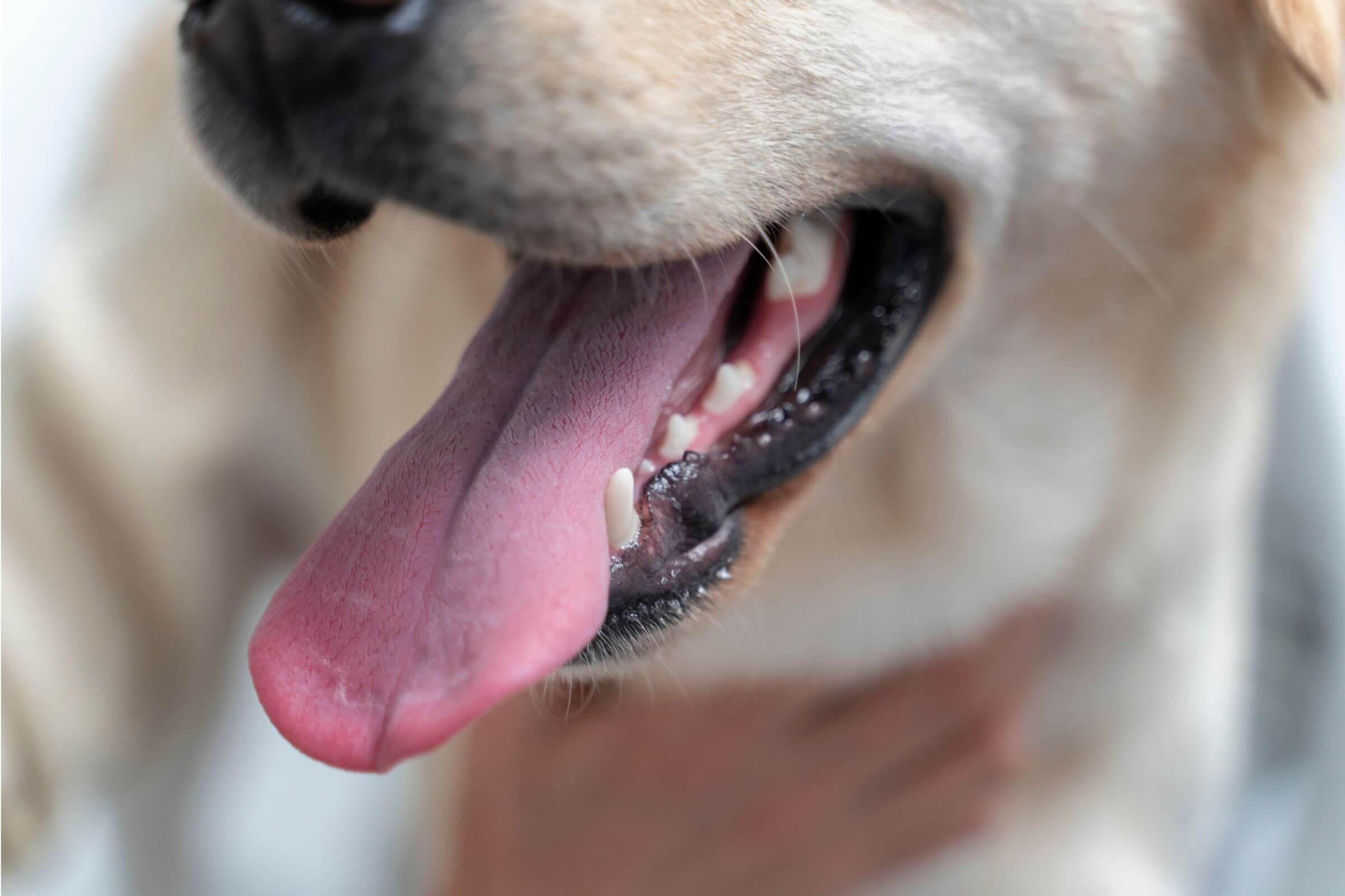 Saúde Bucal do Cachorro: Por Que é Tão Importante? clínica veterinária 24h