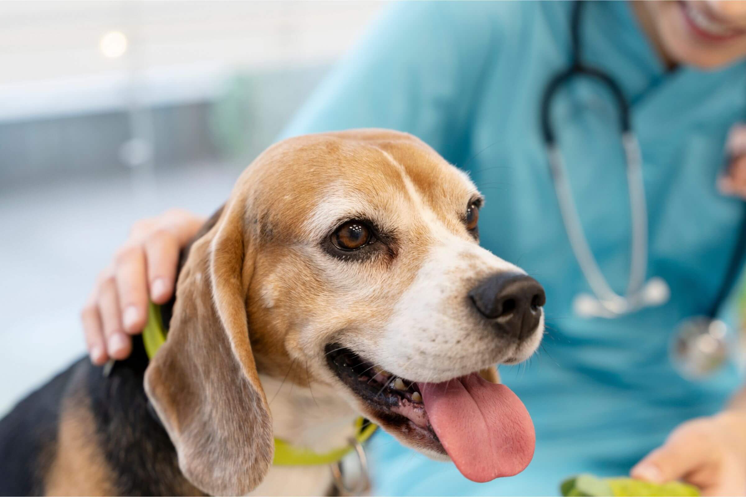 Quando devo castrar meu cachorro? clínica veterinária 24h