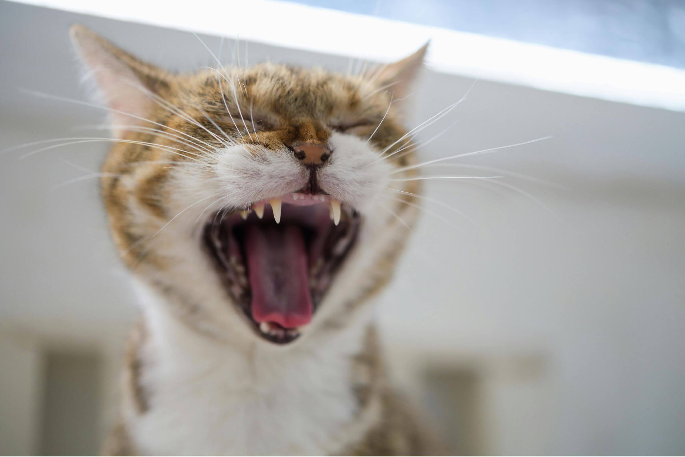 Como escovar os dentes do gato sem estresse? clínica veterinária 24h