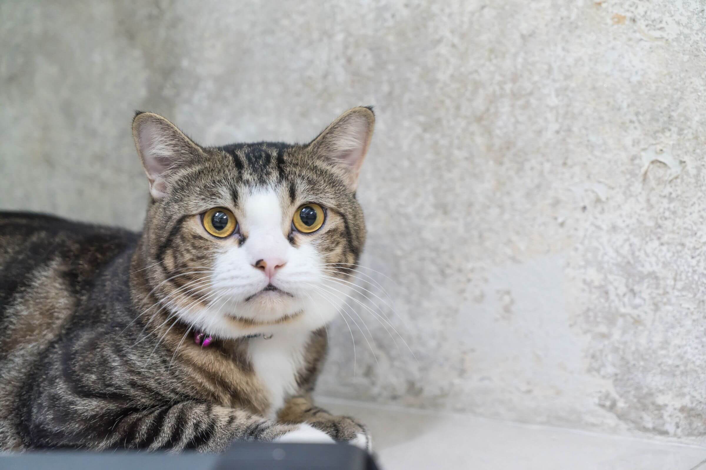 Como saber se meu gato está com dor? clínica veterinária 24h