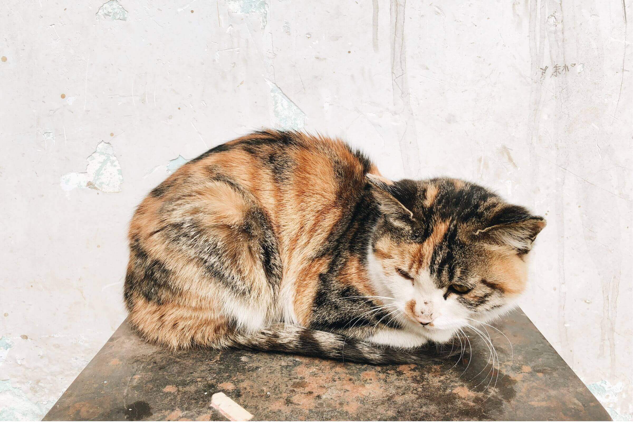 Por que meu gato está vomitando espuma branca? clínica veterinária 24h