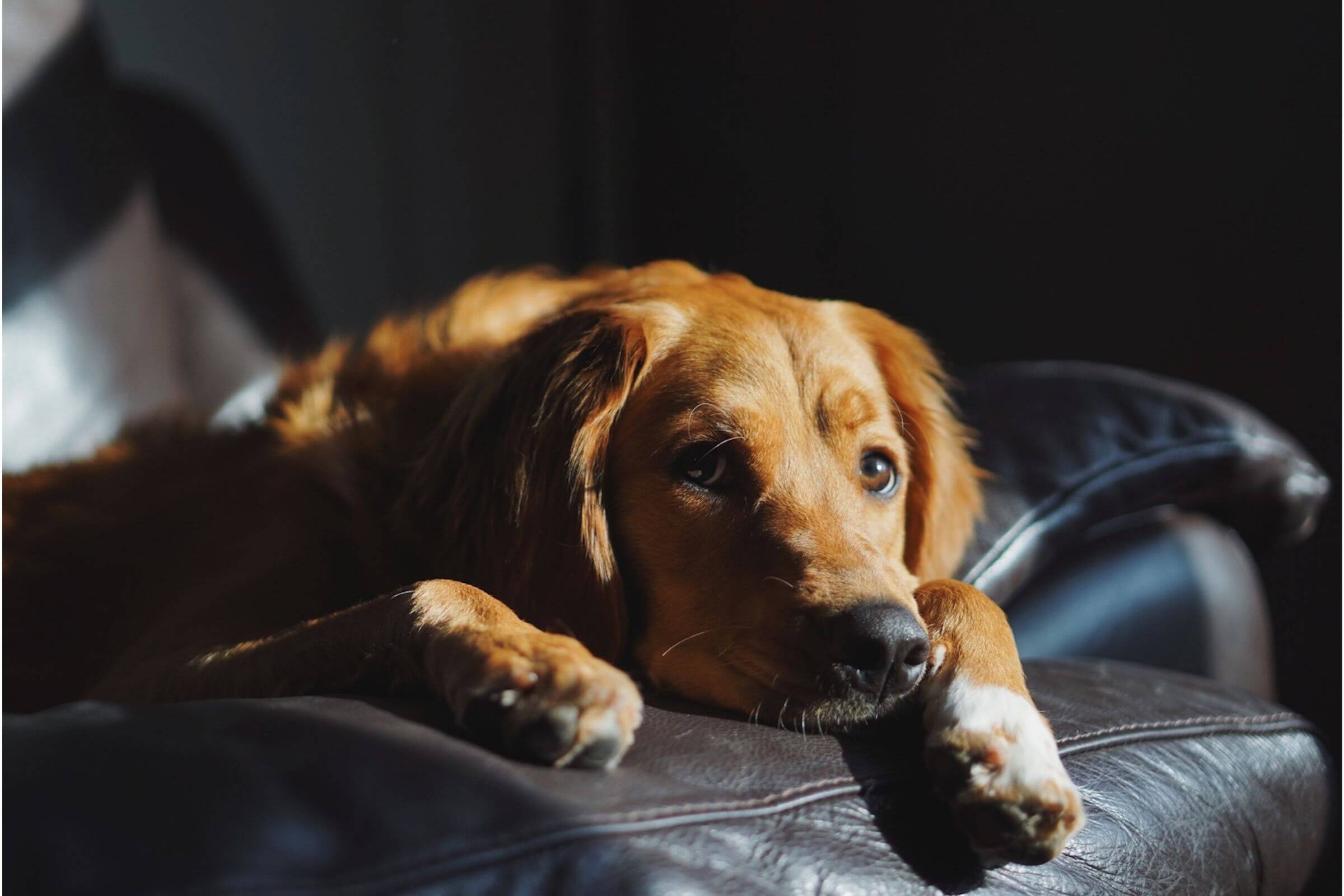 Meu cachorro está vomitando amarelo: o que pode ser? clínica veterinária 24h