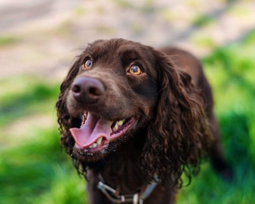 500 Nomes para Cachorros: Encontre o Nome Perfeito, clínica veterinária 24h