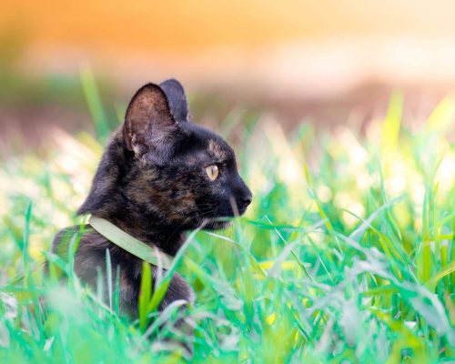 500 Nomes para Gatos: Encontre o Nome Perfeito para Seu Felino! clínica veterinária 24h