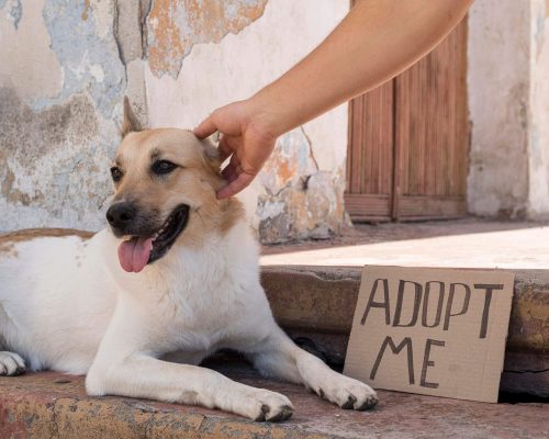 Adoção de Cães: Cuidados Essenciais para Receber seu Amigo clínica veterinária 24h