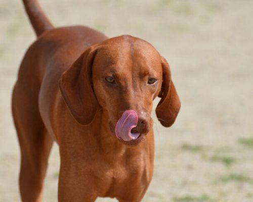 Meu Cachorro Lambe a Pata: É um Problema? clínica veterinária 24h