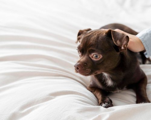 Cachorro Tremendo: O que Pode Ser? clínica veterinária 24h