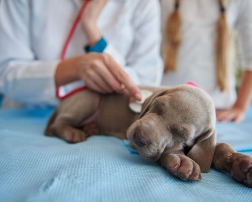 Cardiologista Veterinário: Quanto Custa em Maringá em 2024? clínica veterinária 24h