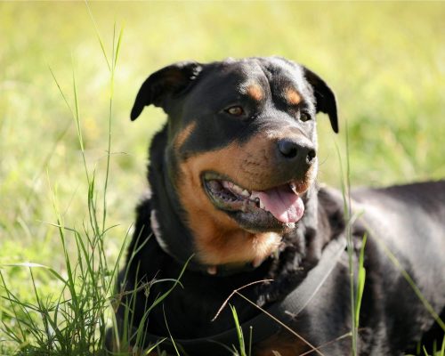 Cuidados com Rottweiler: Como Garantir uma Vida Saudável, clínica veterinária 24h