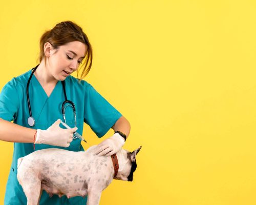 Dermatologista Veterinário: Quanto Custa em Maringá em 2024? clínica veterinária 24h