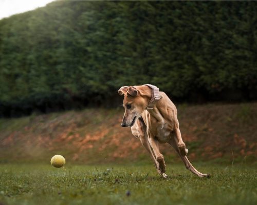 Enriquecimento Ambiental para Cachorros: Benefícios e Dicas, clínica veterinária 24h