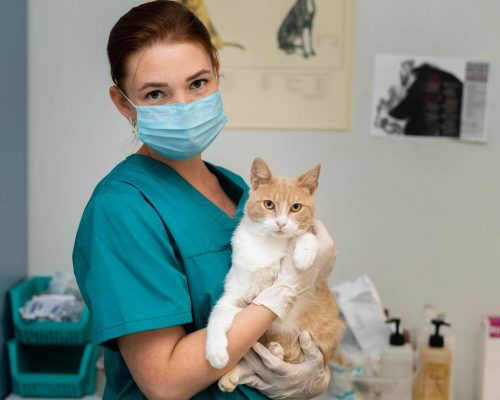 Especialista em Gatos: Quanto Custa em Maringá em 2024? clínica veterinária 24h