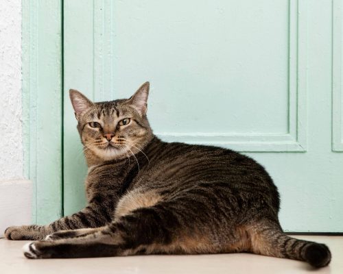 Expectativa de Vida do Gato: Quantos Anos Vive um Gato? clínica veterinária 24h