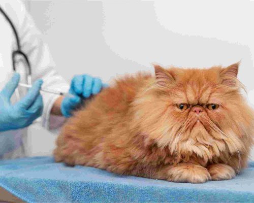 FIV Felina: Tudo Que Você Precisa Saber, clínica veterinária 24h