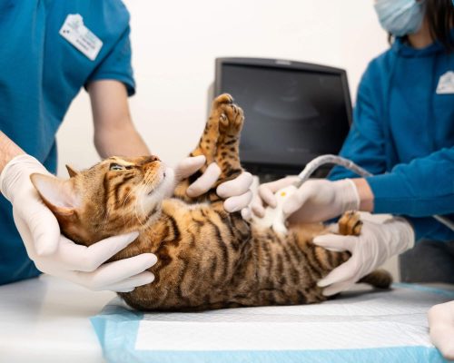 Gastrologista Veterinário: Quanto Custa em Maringá em 2024? clínica veterinária 24h