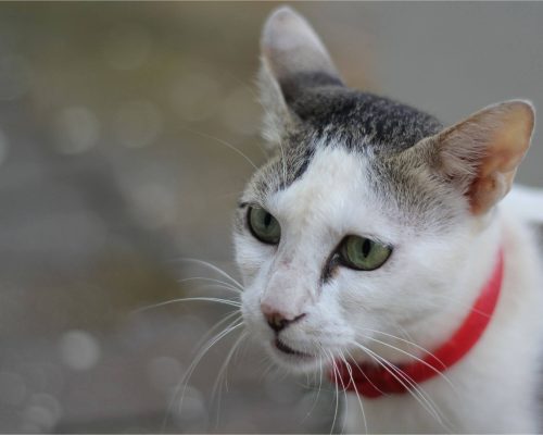 Gato sangrando pelo nariz: O que devo fazer? clínica veterinária 24h